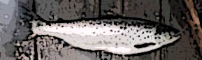 {short description of image}