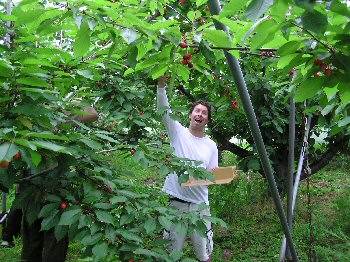 Brian picking cherries