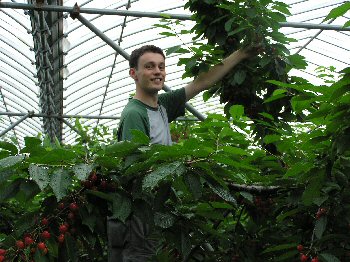 Tom picking cherries