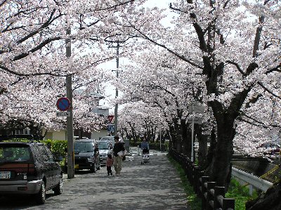Cherry blossoms in Konan Park in Sakata