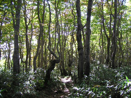A mountain forest with weird trees.&nbsp; Something to do with the snow, I guess.