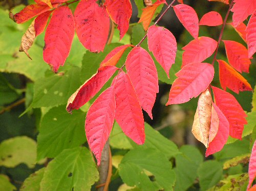 Autumn leaves.