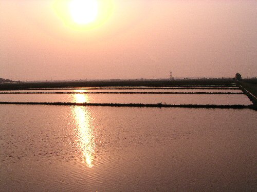 There are also lots of rice fields. In fact, nearly all of Shonai is covered in ricefields.