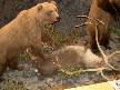 Cabelas