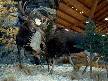 Cabelas