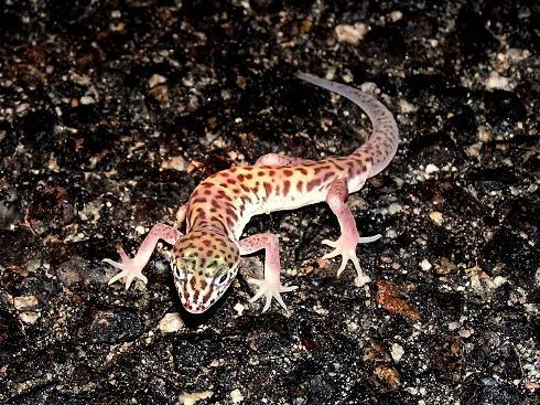 Desert Banded Gecko