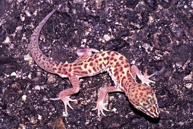 Desert Banded Gecko