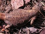 Chuckwalla