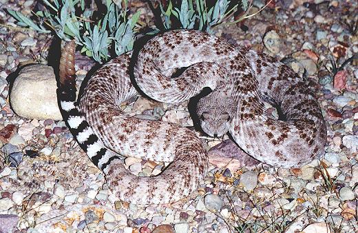 Crotalus atrox (Big Bend National Park)