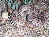 Western Diamondback Rattlesnake