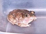 New Mexico Spadefoot Toad