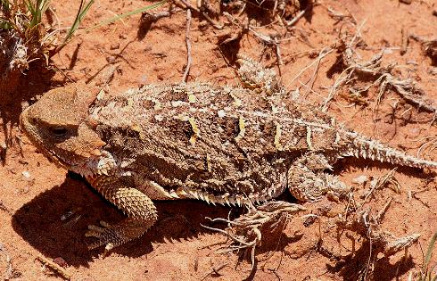 Greater Short-horned Lizard