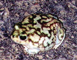 Couch's Spadefoot Toad