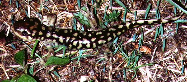 Tiger Salamander