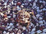 Texas Horned Lizard