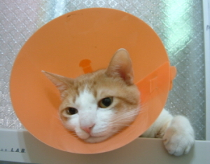 ���R��դk����