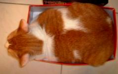 ���G�־c���U��