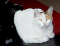 �����W���T���