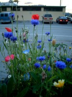 Blue Flowers in Seward