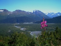 Fireweeds in front of snow-capped Mountains