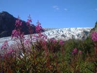 Fireweeds in front of Exit Glacier