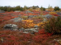A Small Tundra Hill