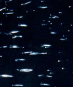 ���C�]�̪��Ȧ⳽�s