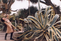 Giant Cactus