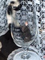 �����M�̪���