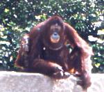 Singapore Zoological Garden