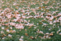 �����@�a���ȧ�(Gingko)��