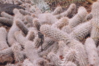 ���۪����P�H�x