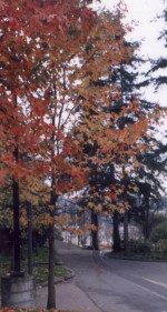 The Maple Tree at University of Washington