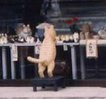 �v�G�l���~���o�����s������(����)