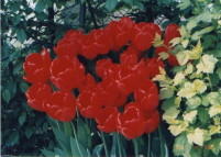 Red tulips