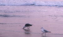 Seagull on the beach