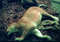 �b�a�W���Ϊ�����l