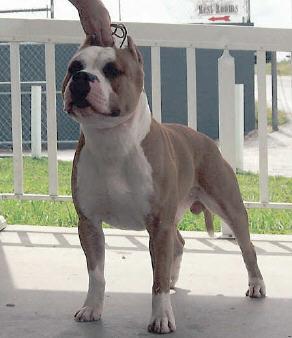 shorty1.JPG (18107 bytes)