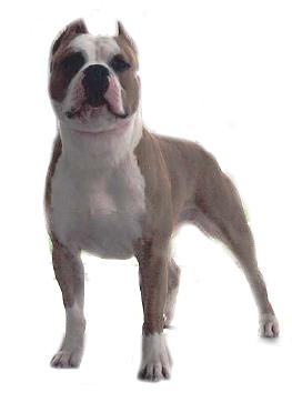 shorty2.JPG (8829 bytes)