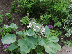 flower close up 