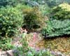 shrubs