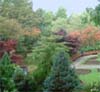 autumn colour