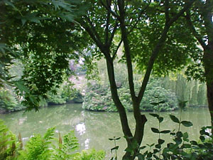 lake and trees