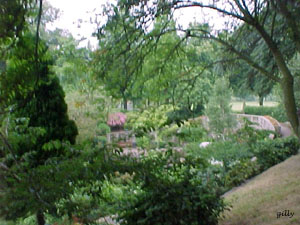 trees