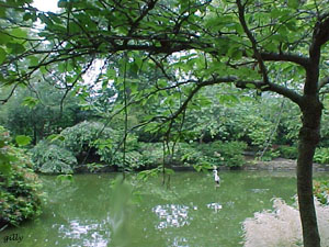 heron standing in lake