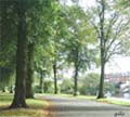 tree lined walk
