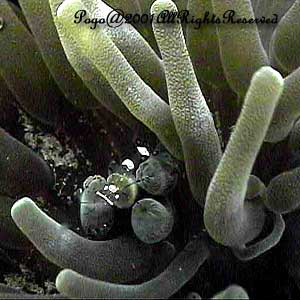 Periclimenes Brevicarpalis Sp.