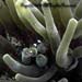 Periclimenes Brevicarpalis Sp.