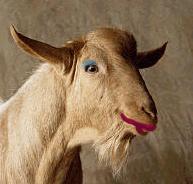 Princess eGoat