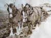 IPloughhorses.jpg (17957 bytes)